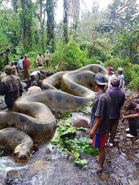 Anaconda Snake Facts Fights Size Length And Attacks Big Animals