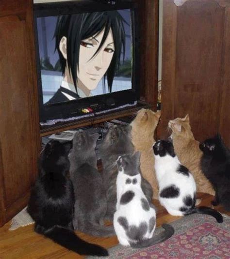 Cats Like Anime W