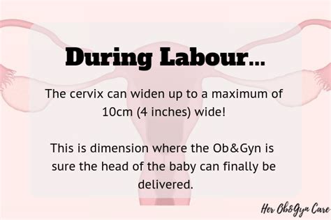 What Is The Cervix Why Is It So Important Her Ob Gyn Care