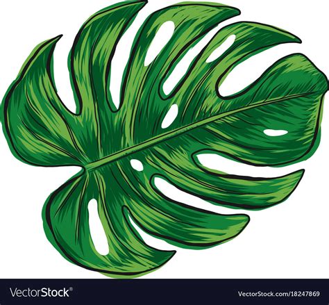 Tropical Leaf Clipart Monstera Pictures On Cliparts Pub 2020 🔝