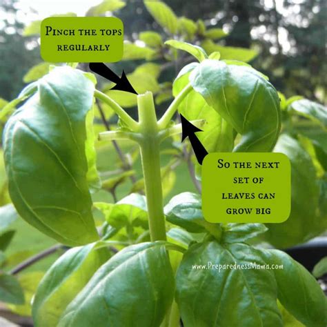 Grow A Bumper Crop Of Basil In Containers Preparednessmama
