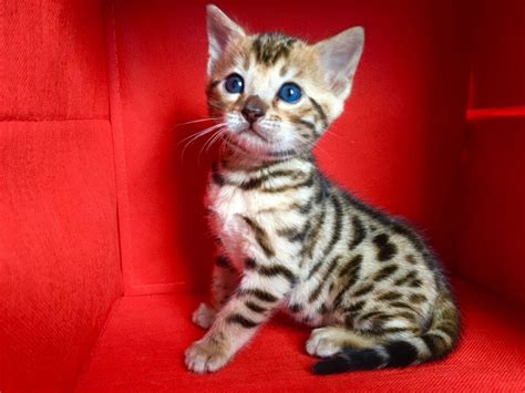 High to low nearest first. Bengal Cats For Sale | Riverside, CA #200463 | Petzlover