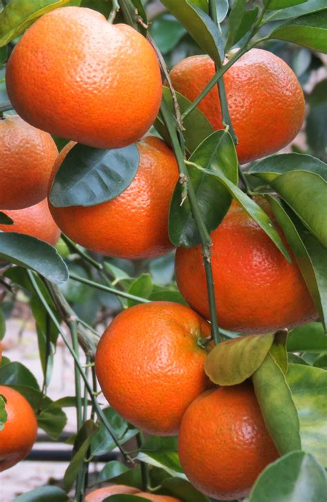 Five Years of Fresh Fruit Production in CUPS - Citrus Industry Magazine