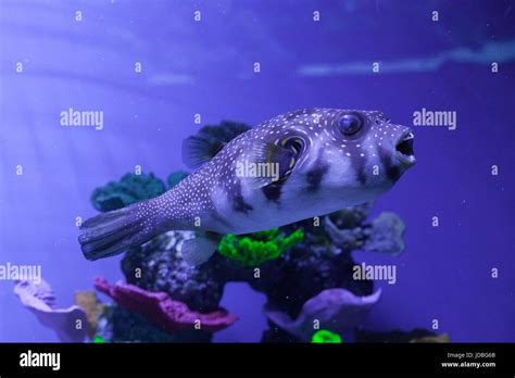 Puffer Fish Swimming In Aquarium Arothron Hispidus Stock Photo Alamy