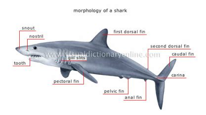 They are jawed vertebrates with paired fins, paired nares, scales, a heart with its chambers in series, and skeletons made of cartilage rather. CHORDATES - BIOLOGY4ISC
