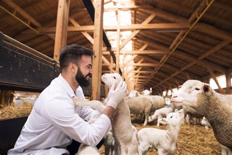 Free Photo Veterinarian Taking Care Of Lambs At Sheep Farm