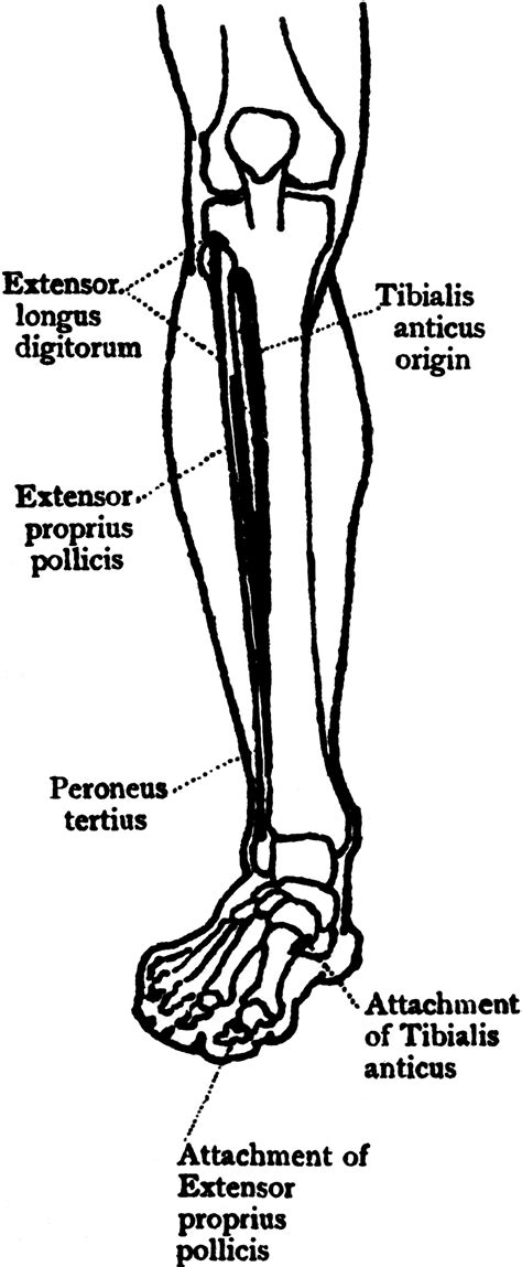 Front View Of The Muscles Of The Leg Clipart Etc