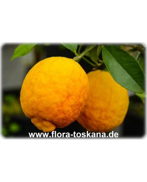 Citrus Limon Rosso Xxl Rote Zitrone Pflanze Glühweinzitrone