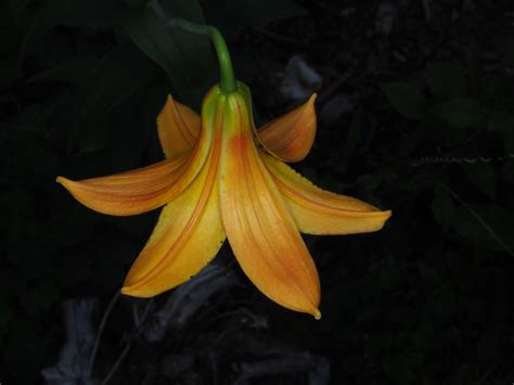 Lilium Canadense L Plants Of The World Online Kew Science