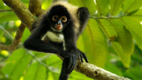 El Mono Araña En Situación Crítica De Extinción En El Salvador