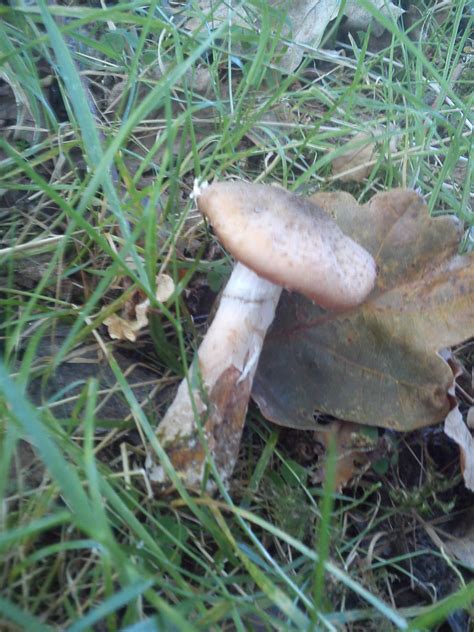 Help Id If Magic Mushrooms East Texas Mushroom Hunting And