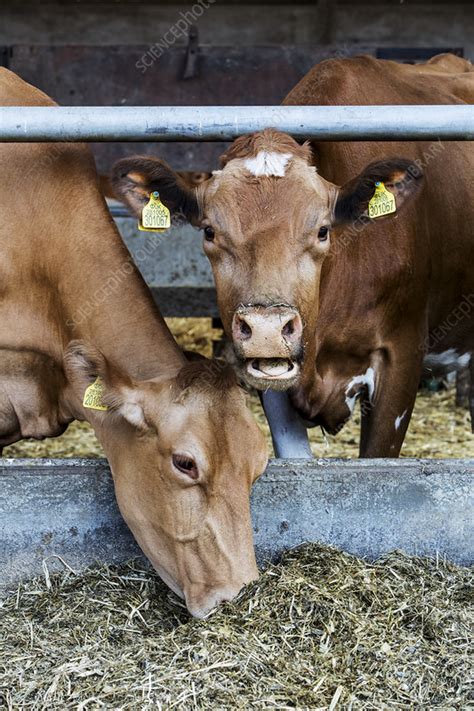 Two Guernsey Cows In A Barn Feeding On Hay Stock Image F023 9909 Science Photo Library