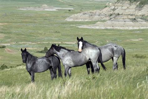 Wild Horses Picture Of Theodore Roosevelt National Park North Dakota