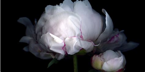 12 Facts About Peonies History Of The Peony Flower