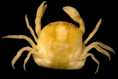 Genital Parasite Crabs Are Struggling To Find Sex Partners New Scientist