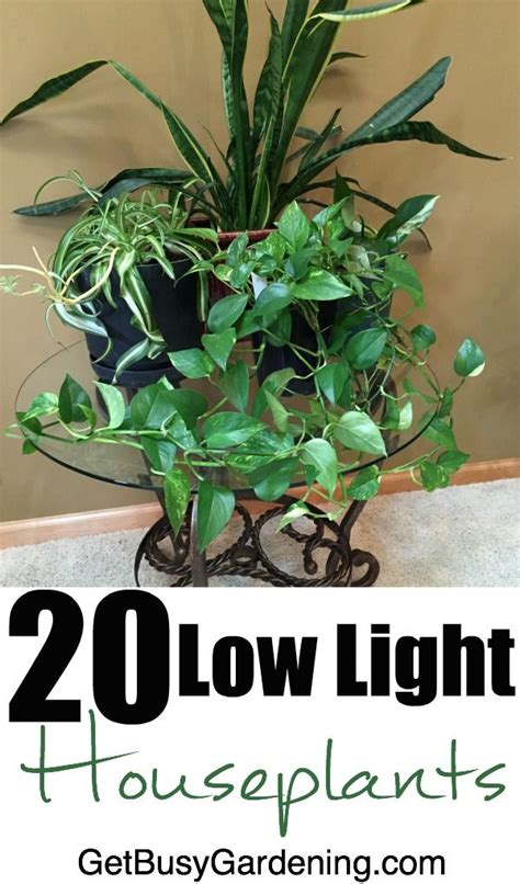 Low Light Indoor Plants That Are Easy To Grow Plants House Plants