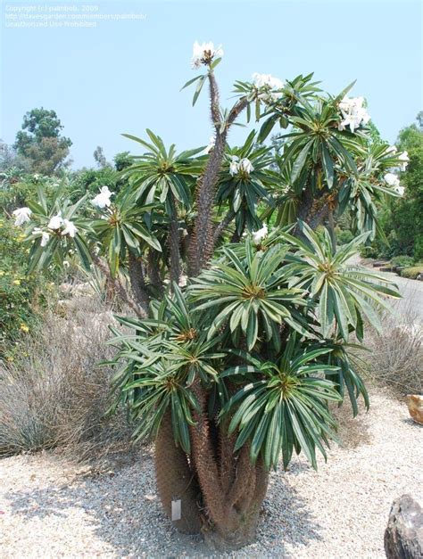 Plantfiles Pictures Madagascar Palm Pachypodium Lamerei 68 By