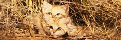 First Ever Video Footage Of Wild Sand Cat Kittens In Morocco