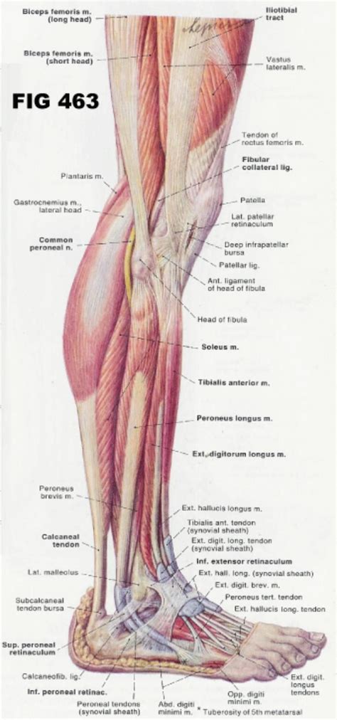 Tendons of the anterior compartment of the leg, the anterior tibial vessels, and the deep peroneal nerve pass under it. Human Leg Muscles Diagram . Human Leg Muscles Diagram ...