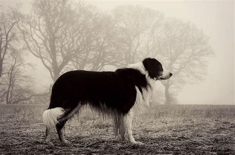 Dog In The Fog Piwo - "Dog in the Fog " by meg price | Redbubble