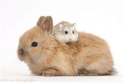Roborovski Hamster Riding On The Back Of Cute Baby Bunny Photo Wp39702