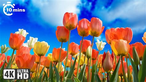 10 Minutes Of Beautiful Flowers Planet Earth Amazing Nature Scenery