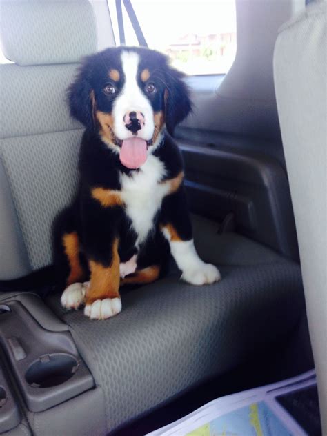 Adorable 3 Month Old Bernese Mountain Puppy