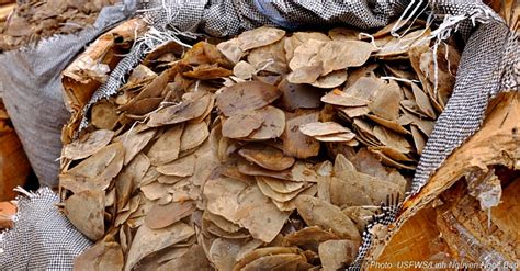 What happened when i tried to buy illegal pangolin parts in china. What Opportunities Are We Missing During The 6th ...
