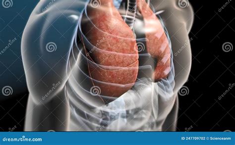 Lung Organs Located In The Thoracic Cavity Of The Thorax Stock