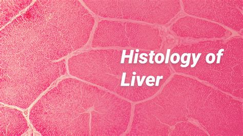 Histology Of Liver Youtube