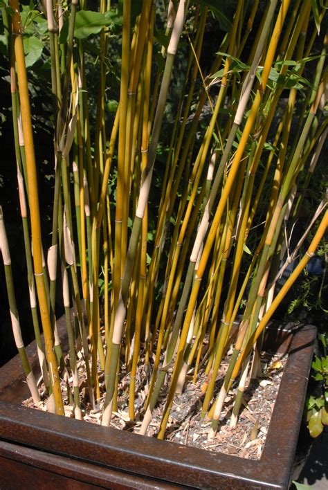 It can easitly be kept to a lower height by trimming the tops. Bambusa multiplex (Chinese Dwarf Bamboo, Clumping Bamboo ...