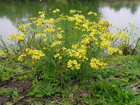 How To Get Rid Of Fireweed Specialist Sales