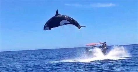 Watch This Killer Whale Leap 15 Feet In The Air While Chasing A Dolphin