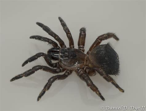 Torreya Trapdoor Spider Cyclocosmia Torreya Bugguidenet