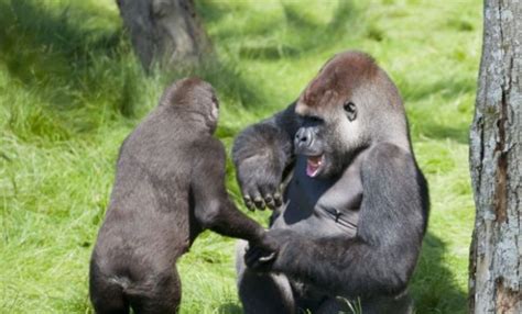 Heartwarming Reunion Two Gorilla Brothers Embrace Emotionally After A