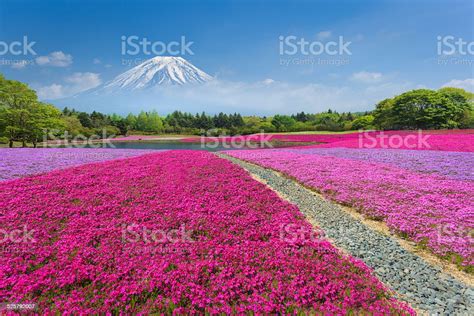 Fuji With Pink Moss Or Shibazakura Stock Photo Download Image Now