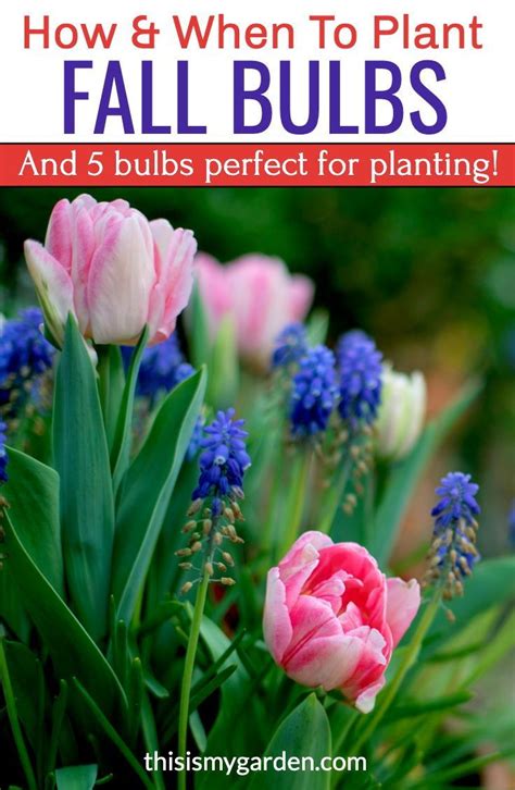 How To Plant Fall Bulbs And What You Should Plant Fall Bulbs