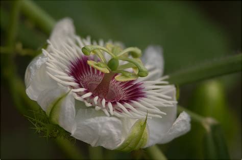 Die normale sind für mich die nicht obsttragenden passiflora. Passionsblume als Dankeschön (Forum für Naturfotografen)