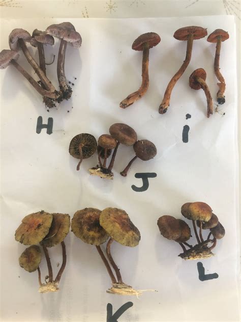 Tasmania Mushroom Identification Active Yay Or Nay Mushroom Hunting