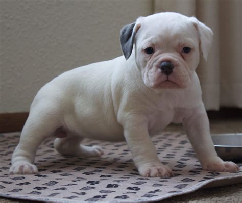Old English Bulldog Puppies For Sale Bloomingdale Mi 208719