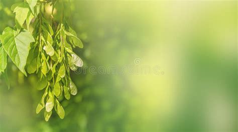 Gorgeous Nature View Of Green Leaf Against Blurred Greenery Natural