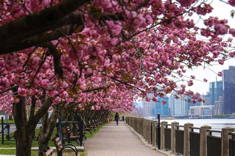 5 Cherry Blossom Backdrops In Nyc To See Now