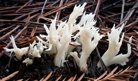 Coral Like Mushrooms Photos And Descriptions Of Edible And Inedible