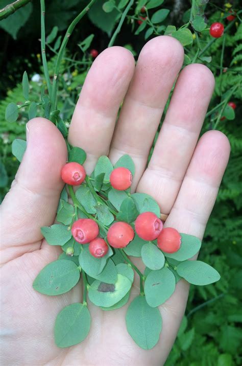 One Woman Killing Spree Day 224 Foraging Wild Red Huckleberries