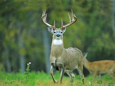 Whitetail Deer Wallpapers Bing Images Desktop Background