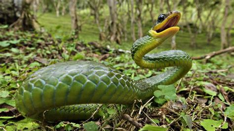 Pin By Stuffbox4u On Top 10 Deadliest Animals In The World Snake