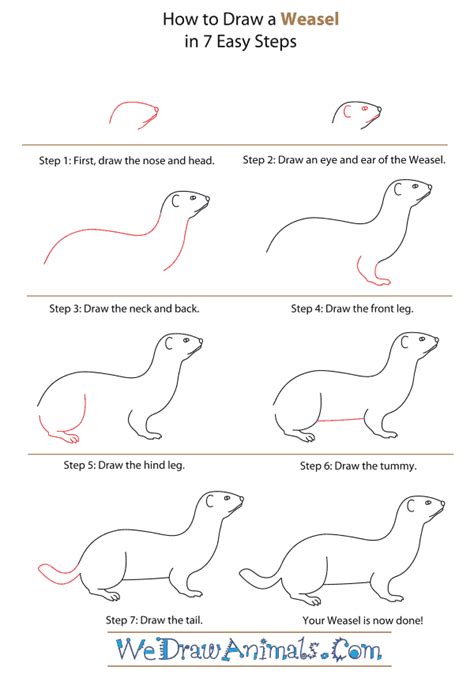 How To Draw A Weasel
