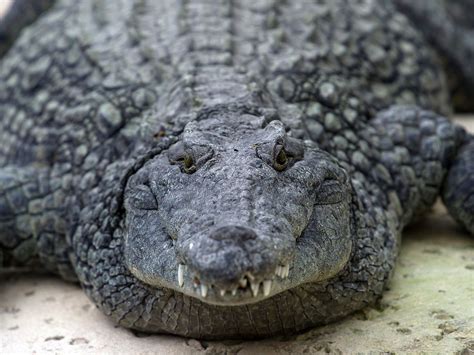 Dna Testing Confirms Man Eating African Nile Crocodiles Are Now In