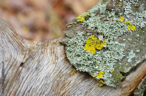 Yellow Lichen On The Bark Of A Tree Tree Trunk Affected By Lichen