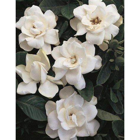 Shop Monrovia White Mystery Gardenia Flowering Shrub In Pot With Soil